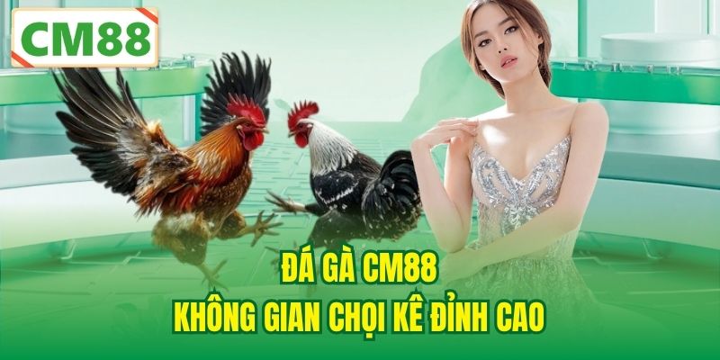 Đá gà CM88 – Không gian chọi kê đỉnh cao